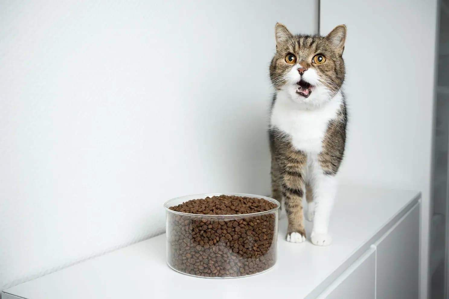 Petfood